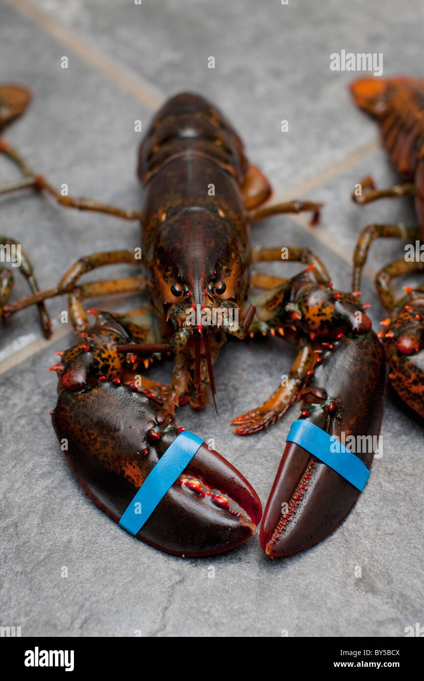 Ein live-Hummer auf einem Fliesenboden Stockfoto