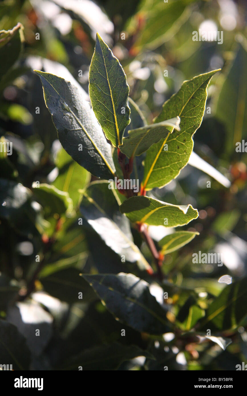 Nahaufnahme der Blätter der Lorbeerbaum im Sonnenschein Stockfoto