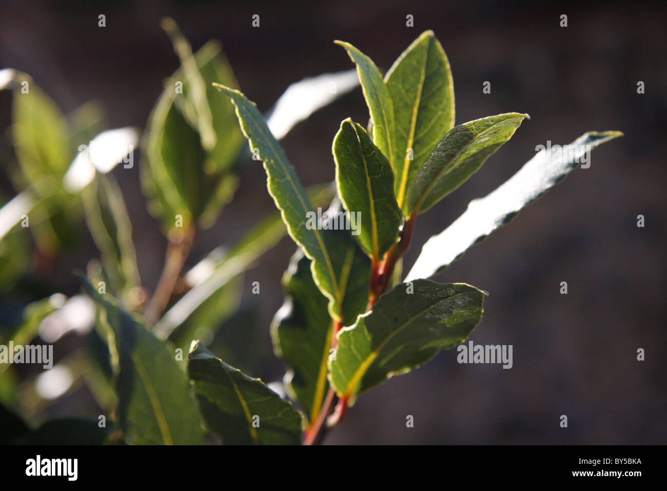 Lorbeerbaum-Blätter in der Sonne Stockfoto