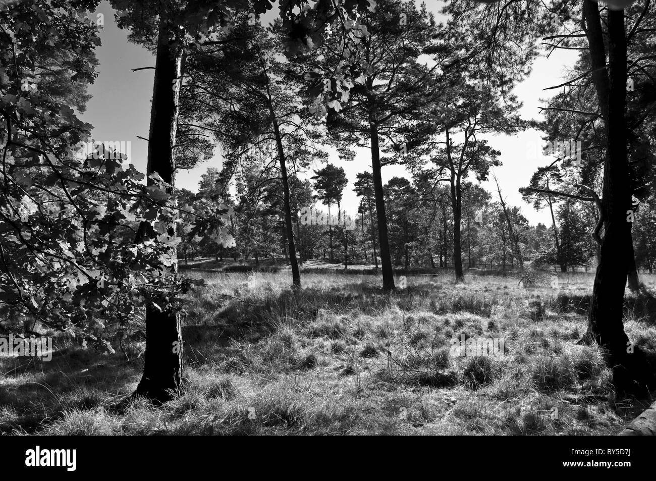 Schwarzes teich Fotos und Bildmaterial in hoher Auflösung Alamy
