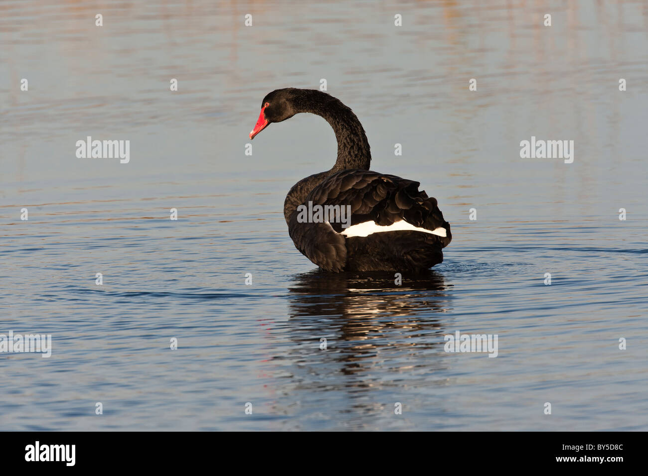 Wilden schwarzen Schwan in Großbritannien Stockfoto