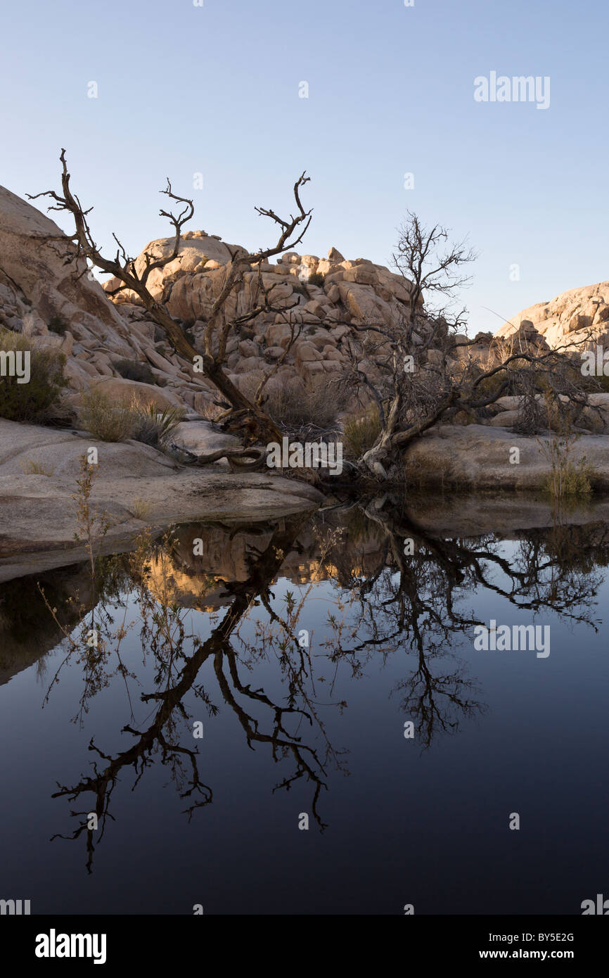 Reflexionen in das Reservoir an Barker Dam oder Big Horn Dam in Joshua Tree Nationalpark, Kalifornien, USA. Stockfoto