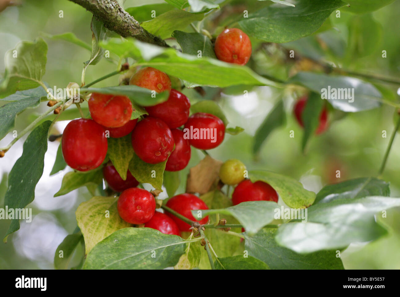 Cornelian Cherry, Cornus Mas, Cornales, Europa und Westasien. Stockfoto