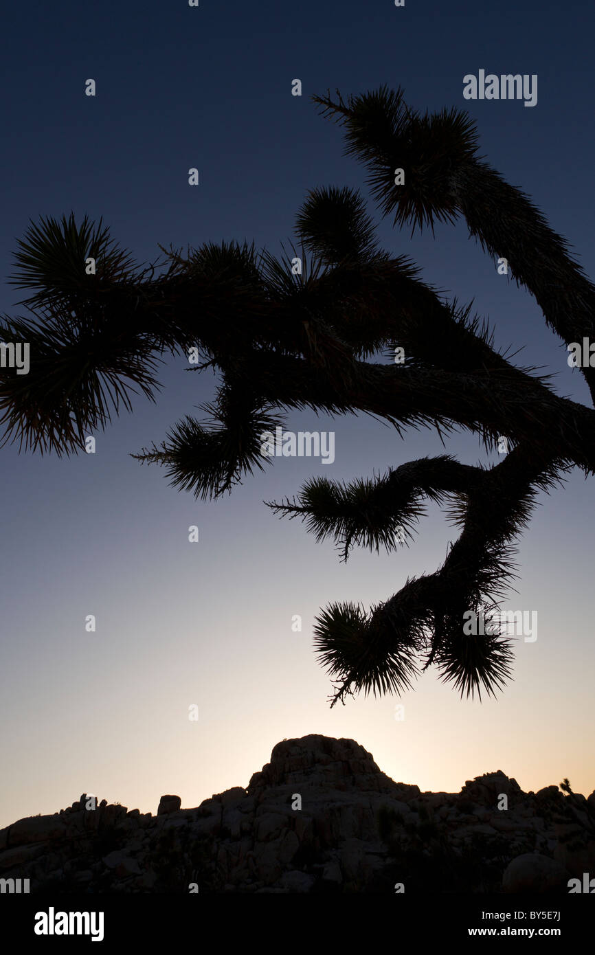 Joshua Bäume (Yucca Brevifolia) Silhouette in der Abenddämmerung in Joshua Tree Nationalpark, Kalifornien, USA. Stockfoto