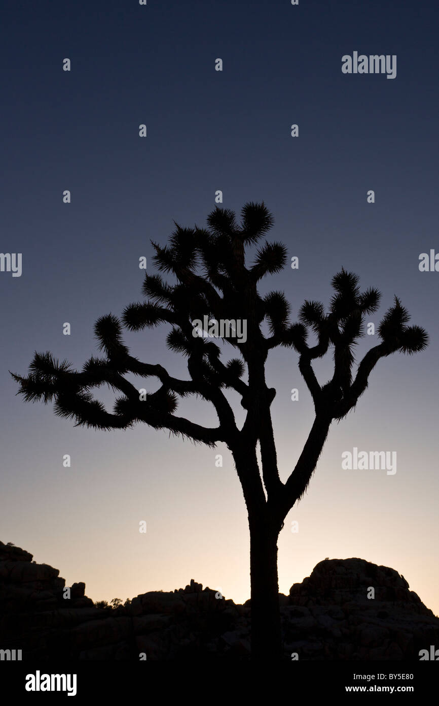 Joshua Tree (Yucca Brevifolia) Silhouette in der Abenddämmerung in Joshua Tree Nationalpark, Kalifornien, USA. Stockfoto