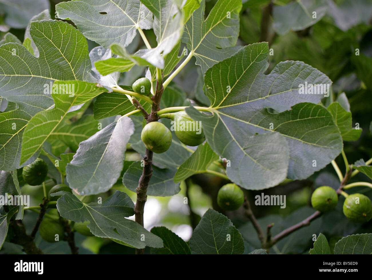 Gemeinsamen Feigen, Ficus Carica, Moraceae. Mittelmeer, Süd-West-Asien. Stockfoto