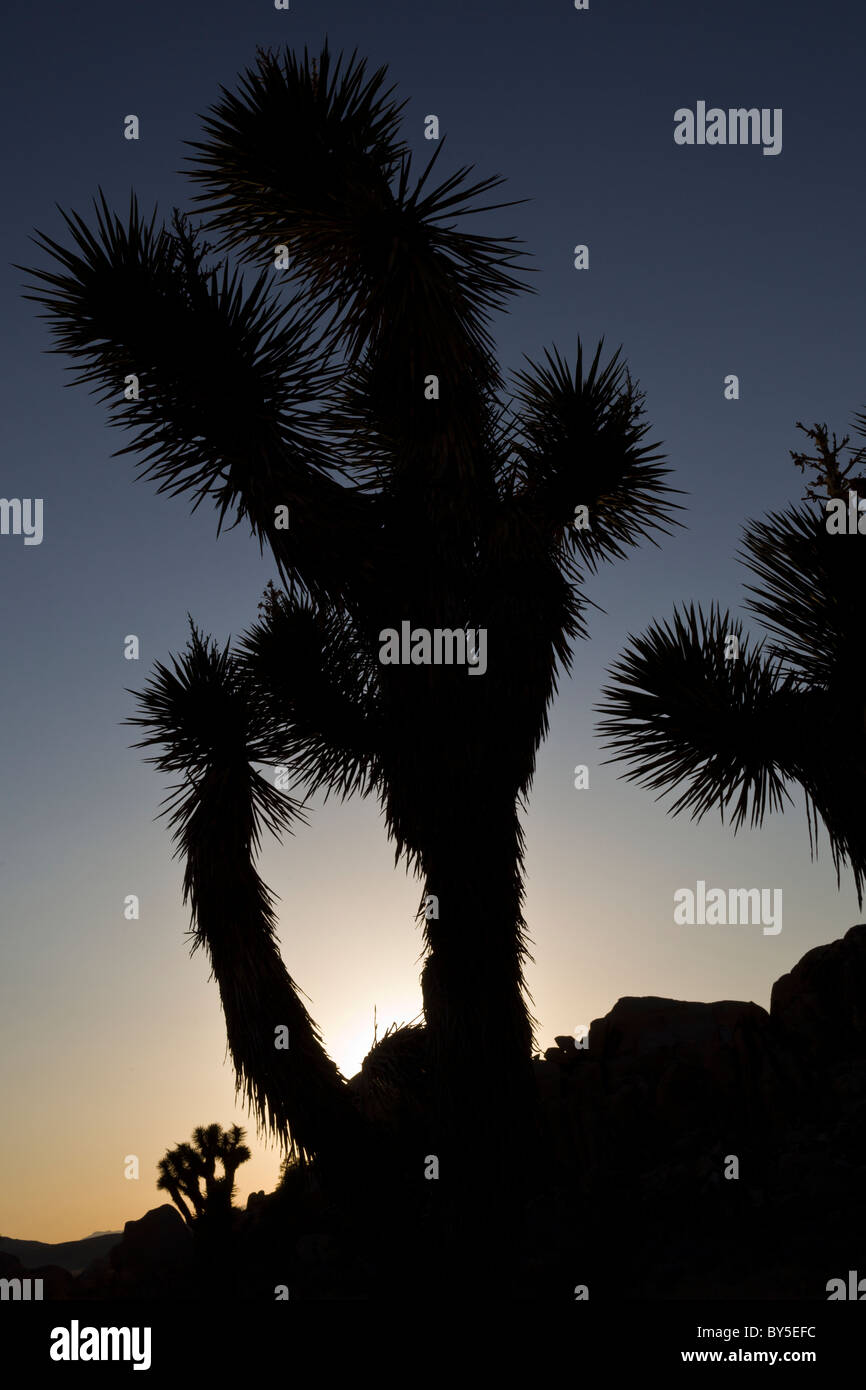 Joshua Bäume (Yucca Brevifolia) Silhouette bei Sonnenuntergang in Joshua Tree Nationalpark, Kalifornien, USA. Stockfoto