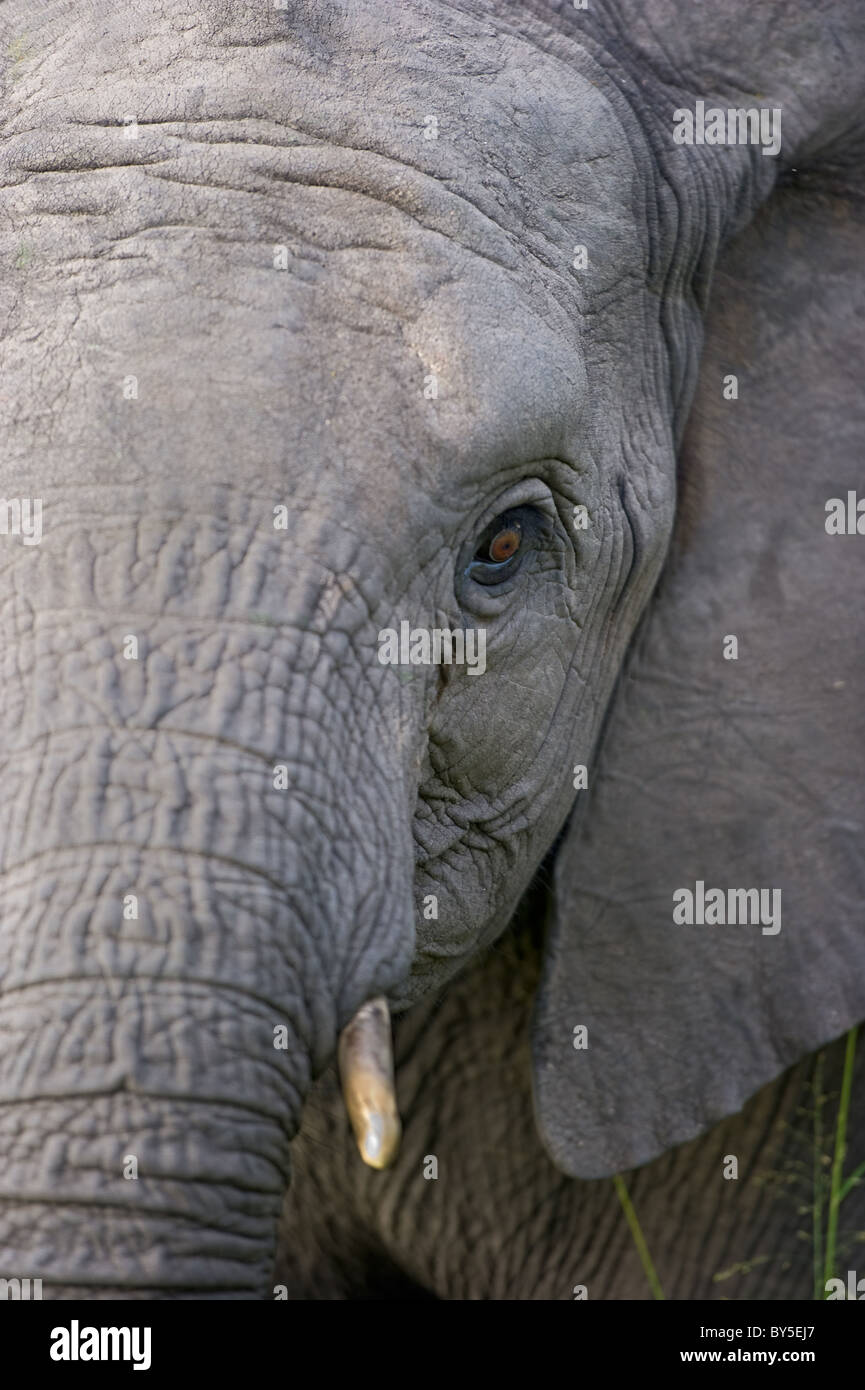 Close-up Portrait eines wilden afrikanischen Elefanten in der Wüste Stockfoto