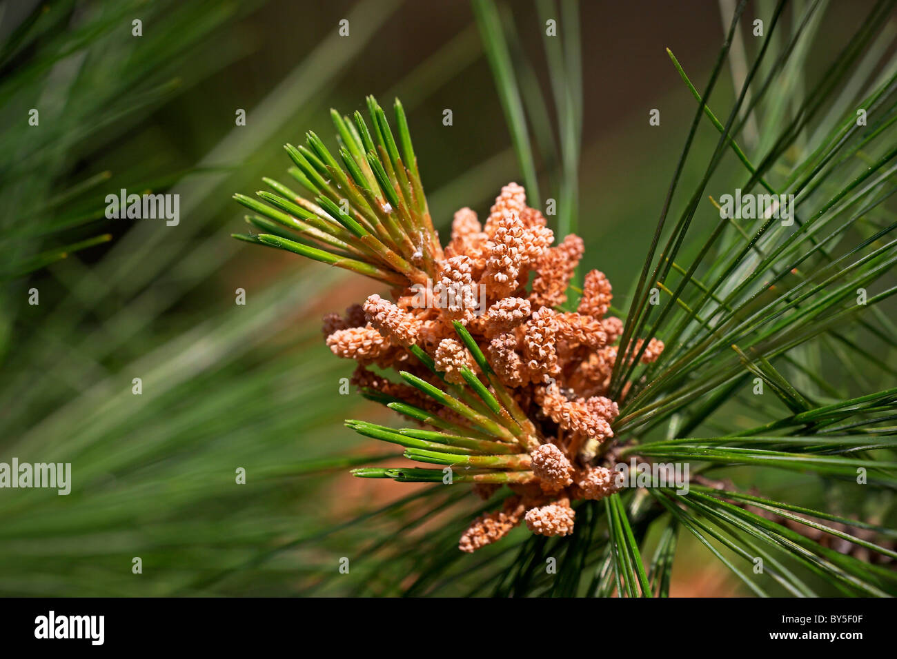 Die trockenen (leer) männlichen Pollen Strobili der Weymouths-Kiefer (Pinus Strobus). Stockfoto