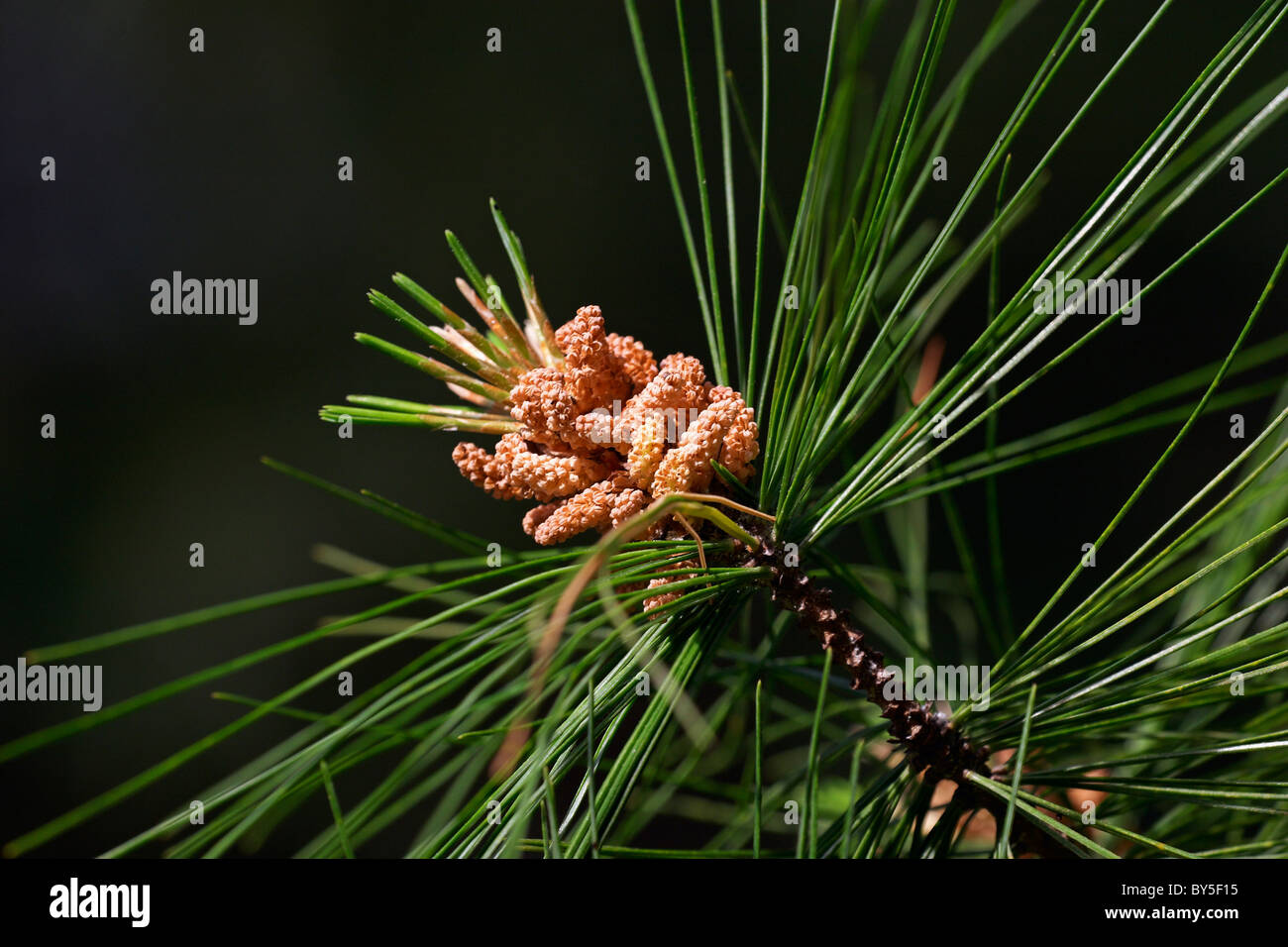 Die trockenen (leer) männlichen Pollen Strobili der Weymouths-Kiefer (Pinus Strobus). Stockfoto