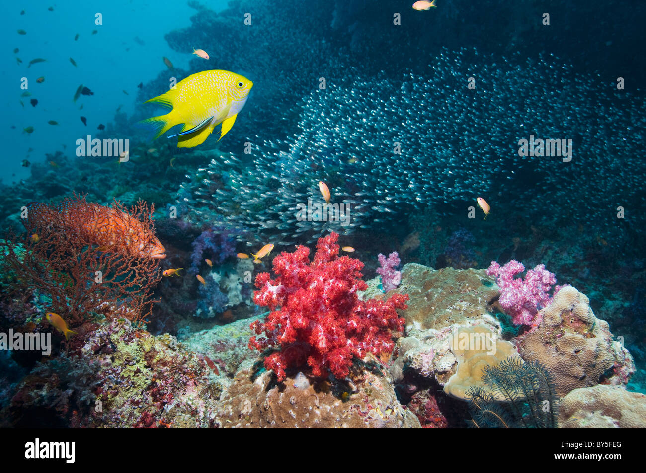 Goldener Riffbarsch (Amblyglyphidodon Aureus) mit einem Bluestreak Reinigungsmittel Wrasse (Labroides Dimidiatus). Stockfoto