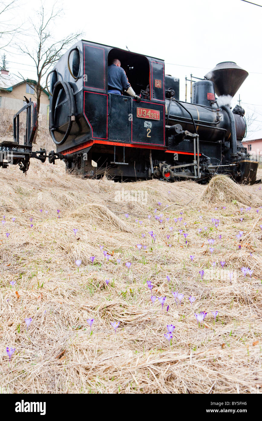 Dampf-Lokomotive, Ciernohronska Eisenbahn, Slowakei Stockfoto