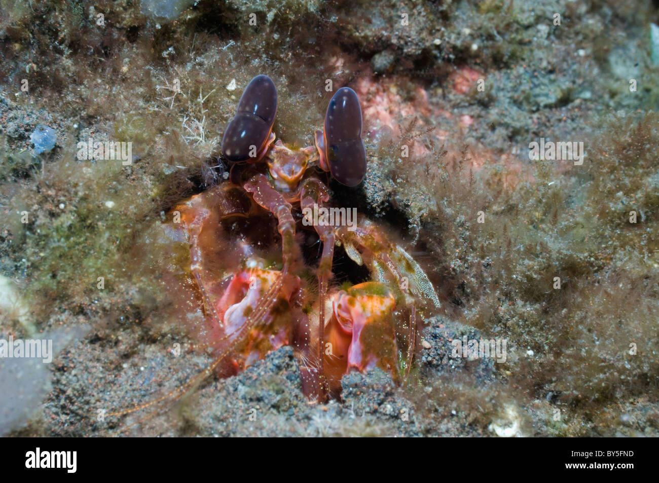 Schneidenden Fangschreckenkrebse (Lysiosquilloides sp.) Rinca, Indonesien. Stockfoto