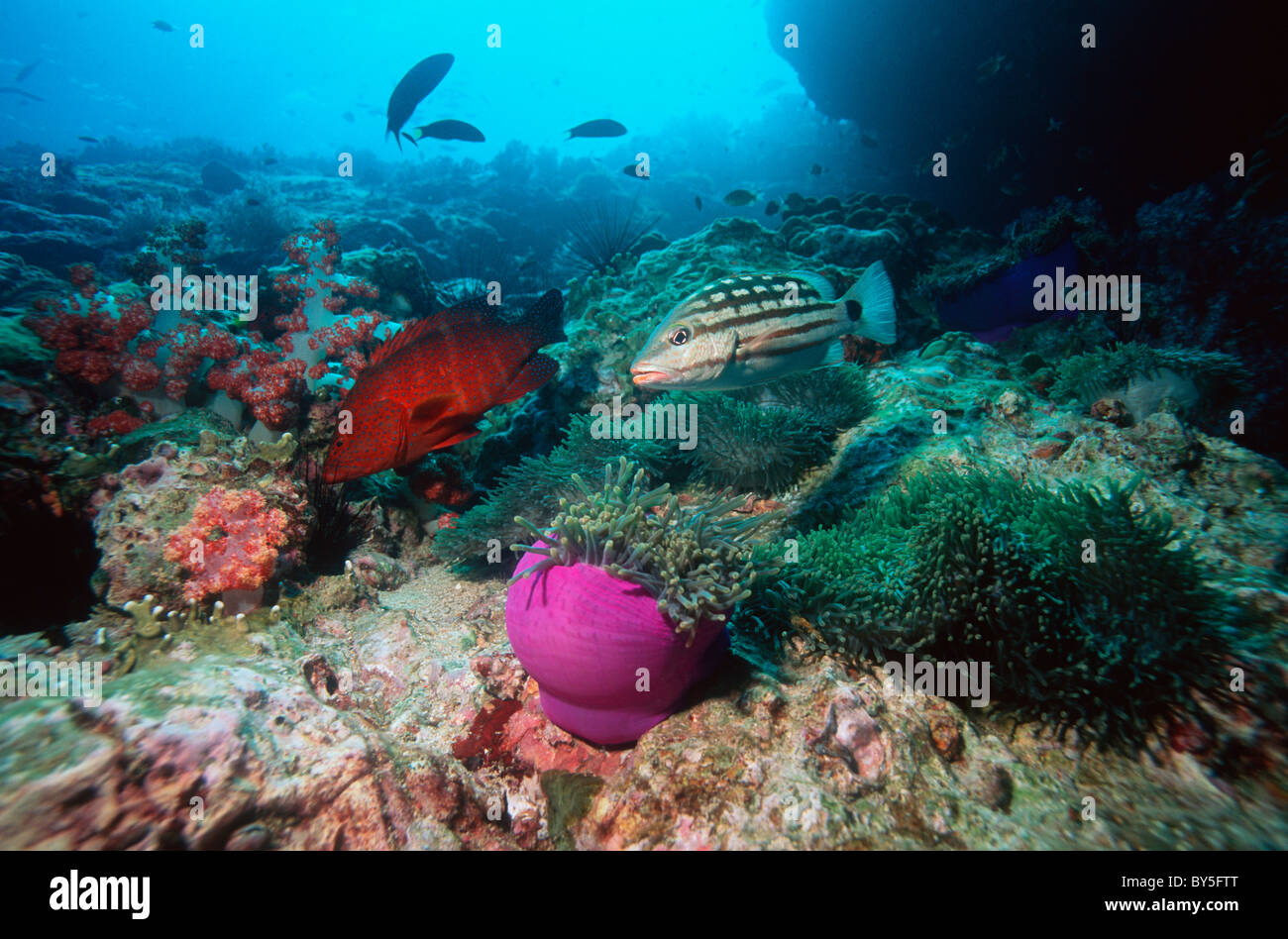 Karierte Schnapper (Lutjanus Decussatus) und Korallen Hind (Cephalopholis Minata) am Korallenriff mit Anemonen und Weichkorallen. Stockfoto