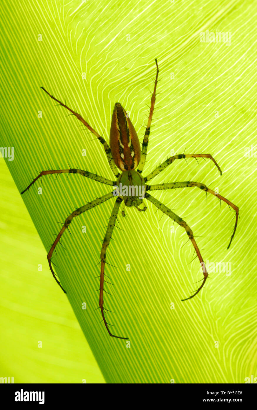 Madagaskar Lynx Spider (Peucetia Madagascariensis) ruht auf einem Blatt in Antsirabe, Zentralmadagaskar. August 2010. Stockfoto