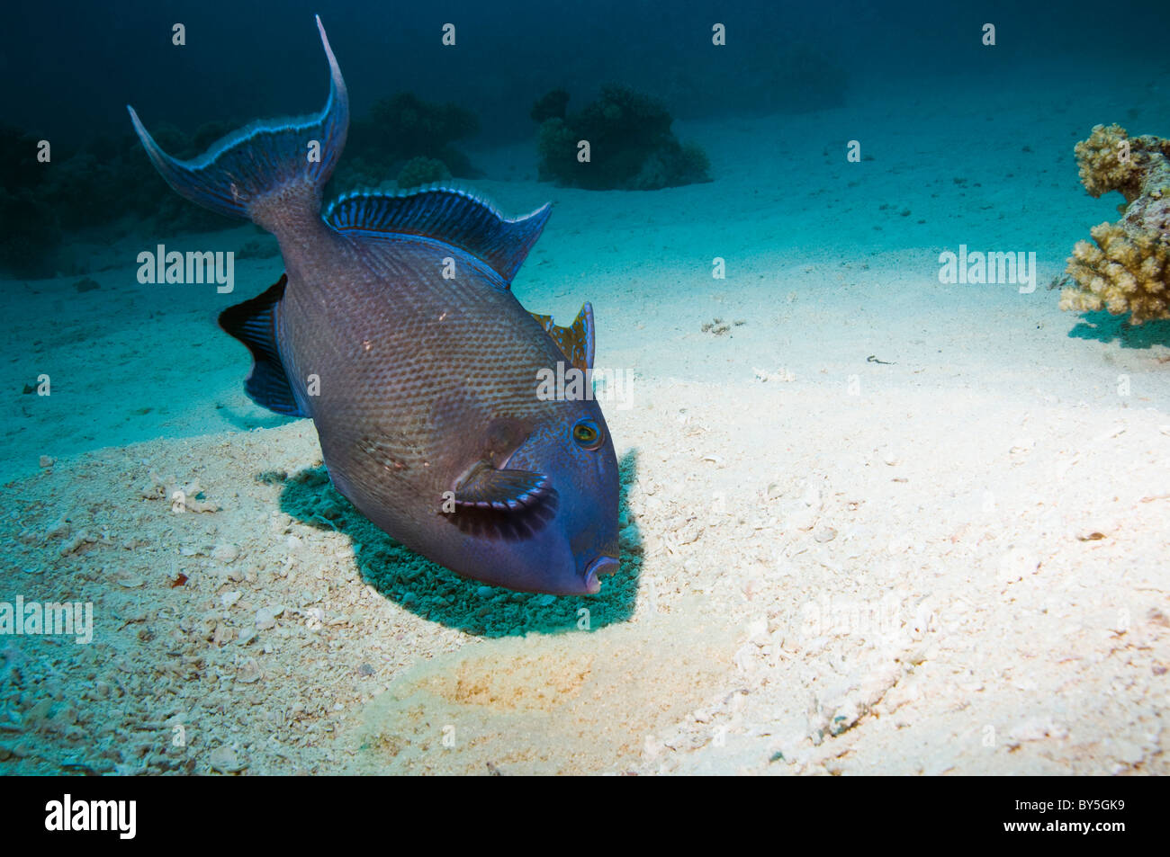 Blauer Drückerfisch (Pseudobalistes Fuscus) Bewachung und fanning Masse Ei im Nest. Ägypten, Rotes Meer. Stockfoto