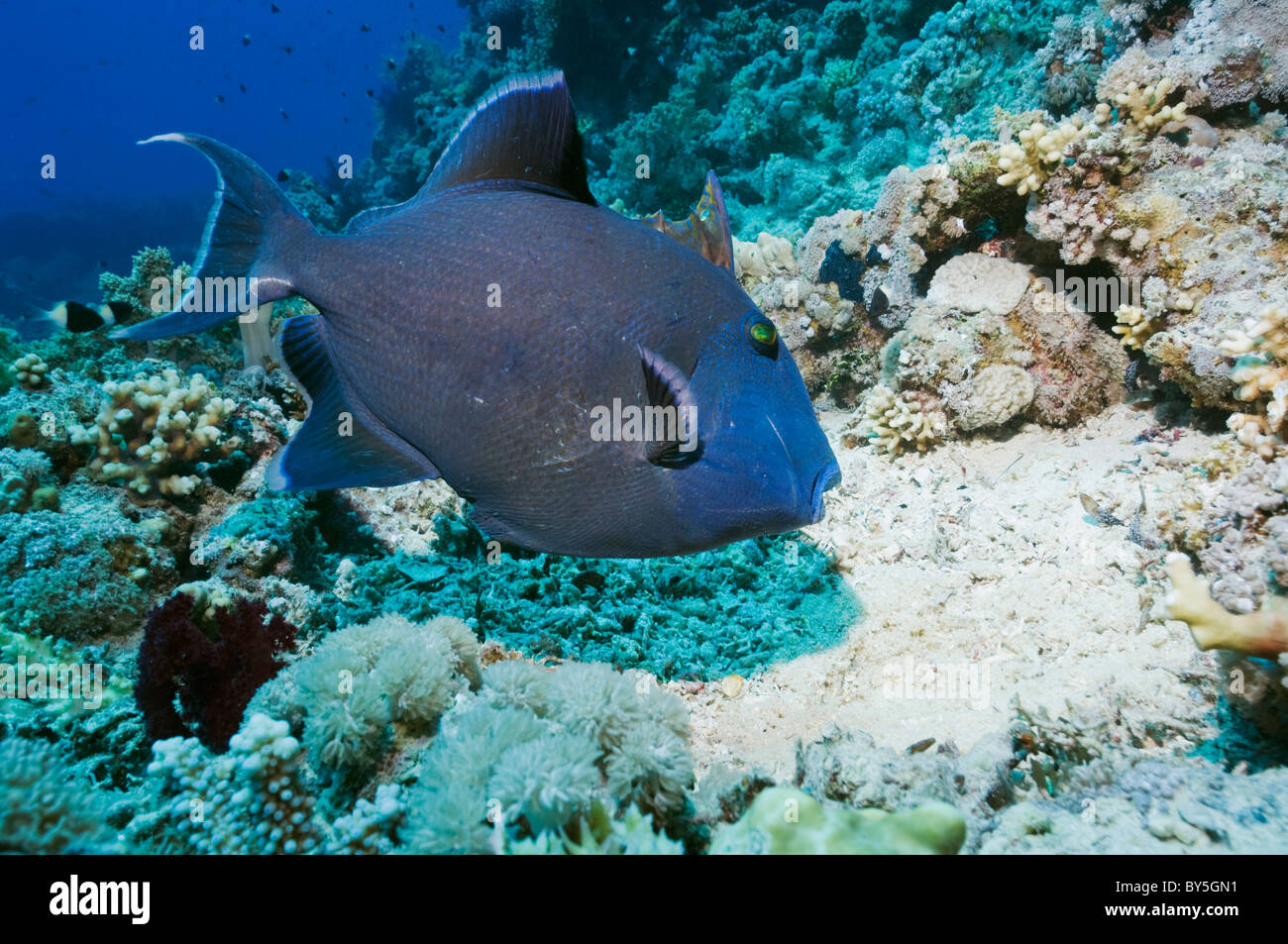 Blauer Drückerfisch (Pseudobalistes Fuscus) Bewachung und fanning Masse Ei im Nest. Ägypten, Rotes Meer. Stockfoto