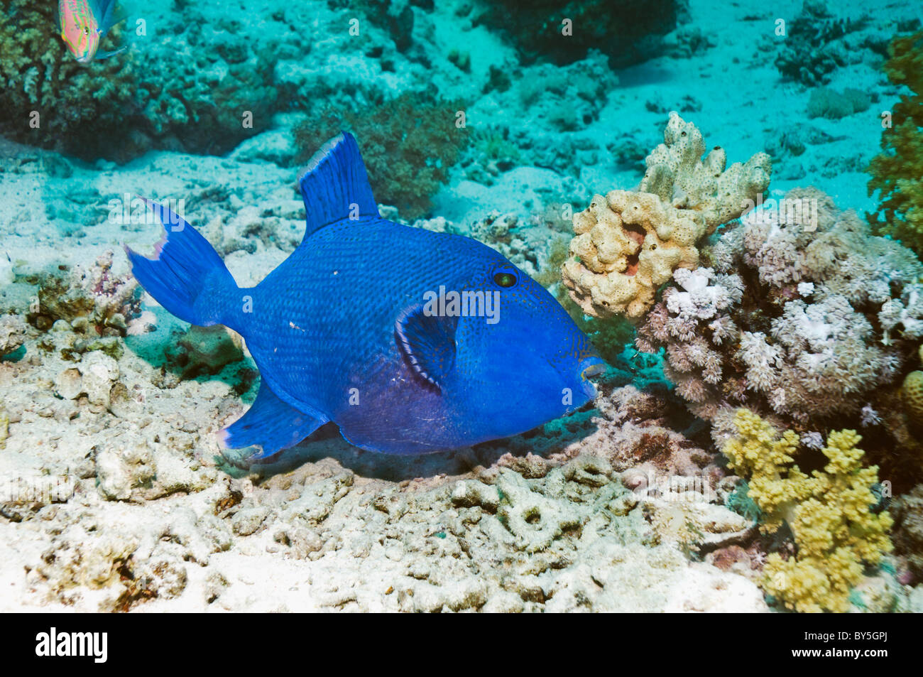 Blauer Drückerfisch (Pseudobalistes Fuscus). Ägypten, Rotes Meer. Stockfoto