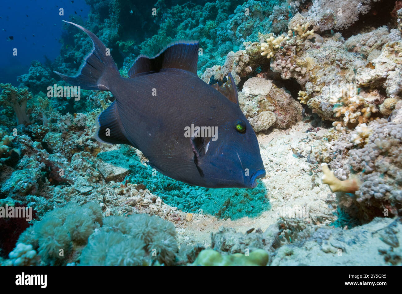 Blauer Drückerfisch (Pseudobalistes Fuscus) Vertikutieren Eiern im Nest auf Sand. Ägypten, Rotes Meer. Stockfoto