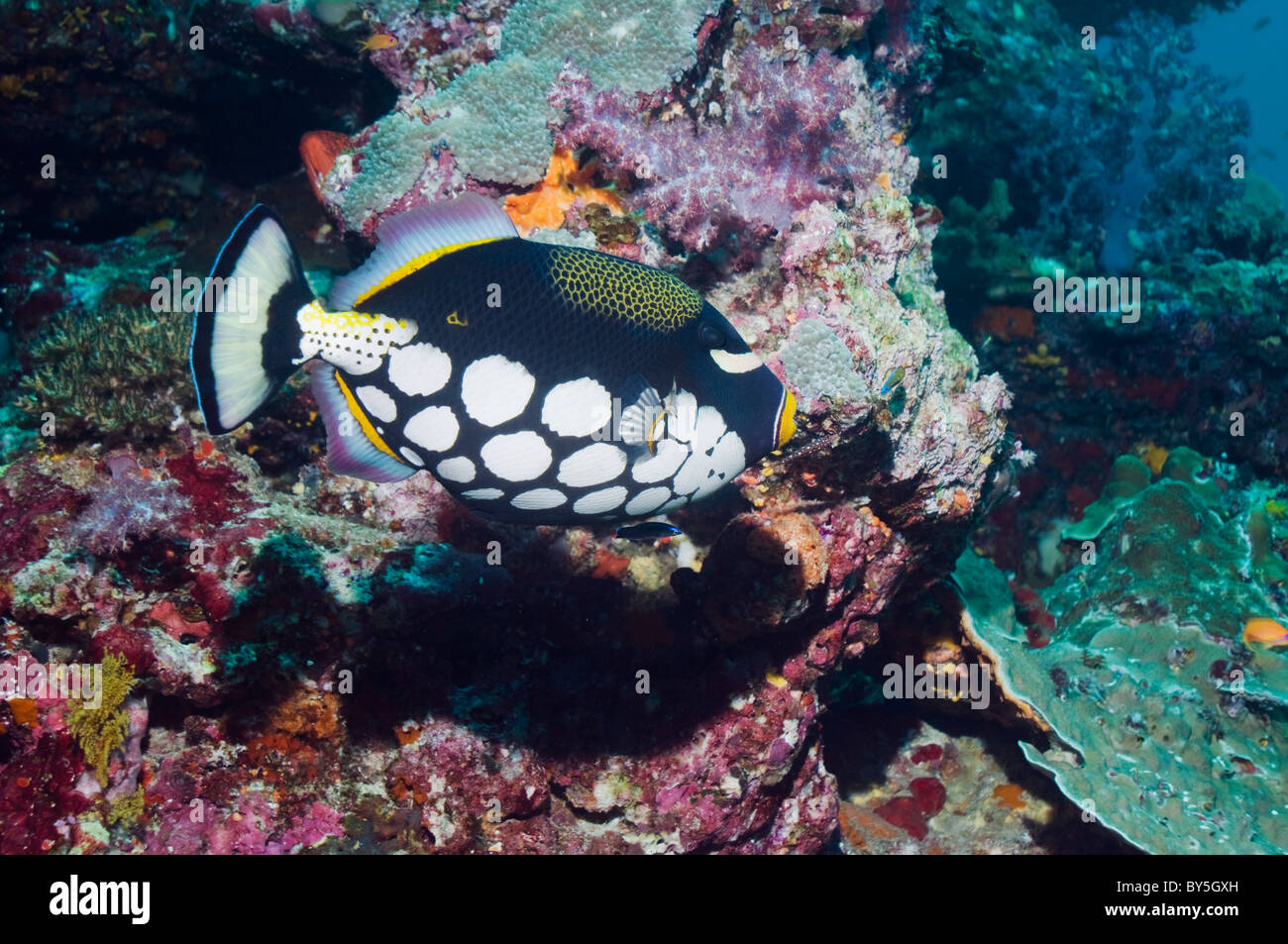 Clown Drückerfisch (Balistoides Conspicillum). Andamanensee, Thailand. Stockfoto