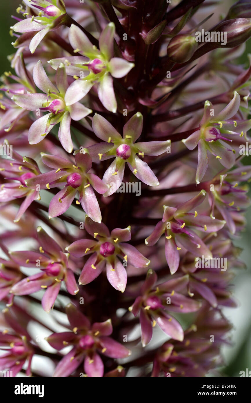 Ananas-Lilie, Eucomis Comosa "Sparkling Burgund', Syn E. Trommler, Hyacinthaceae, Südafrika Stockfoto