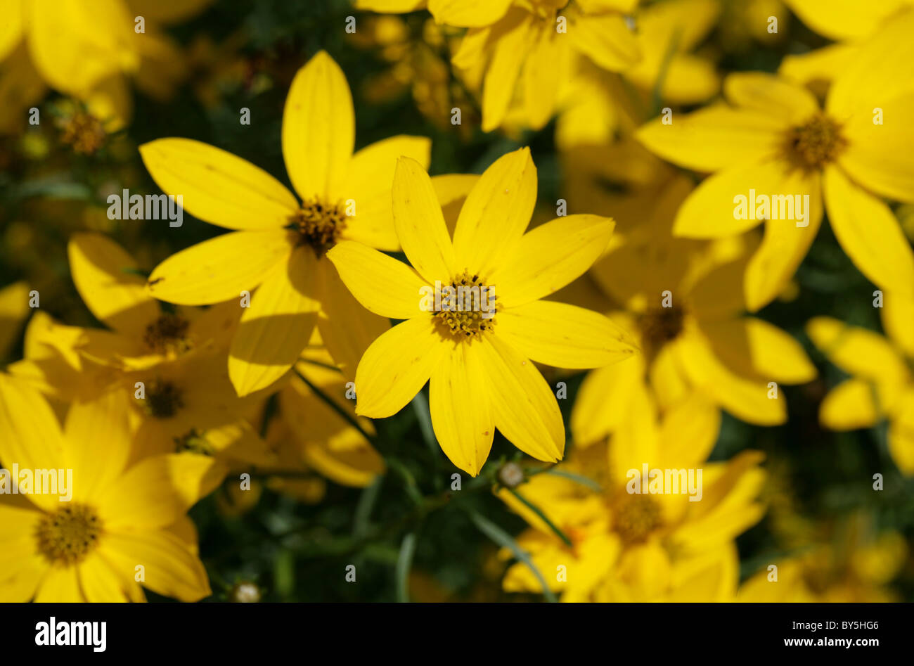 Thread-Blatt Coreopsis ("goldene gewinnen"), Coreopsis Verticillata, Asteraceae. USA, Nordamerika. Aka Tickseed, quirlige Tickseed. Stockfoto