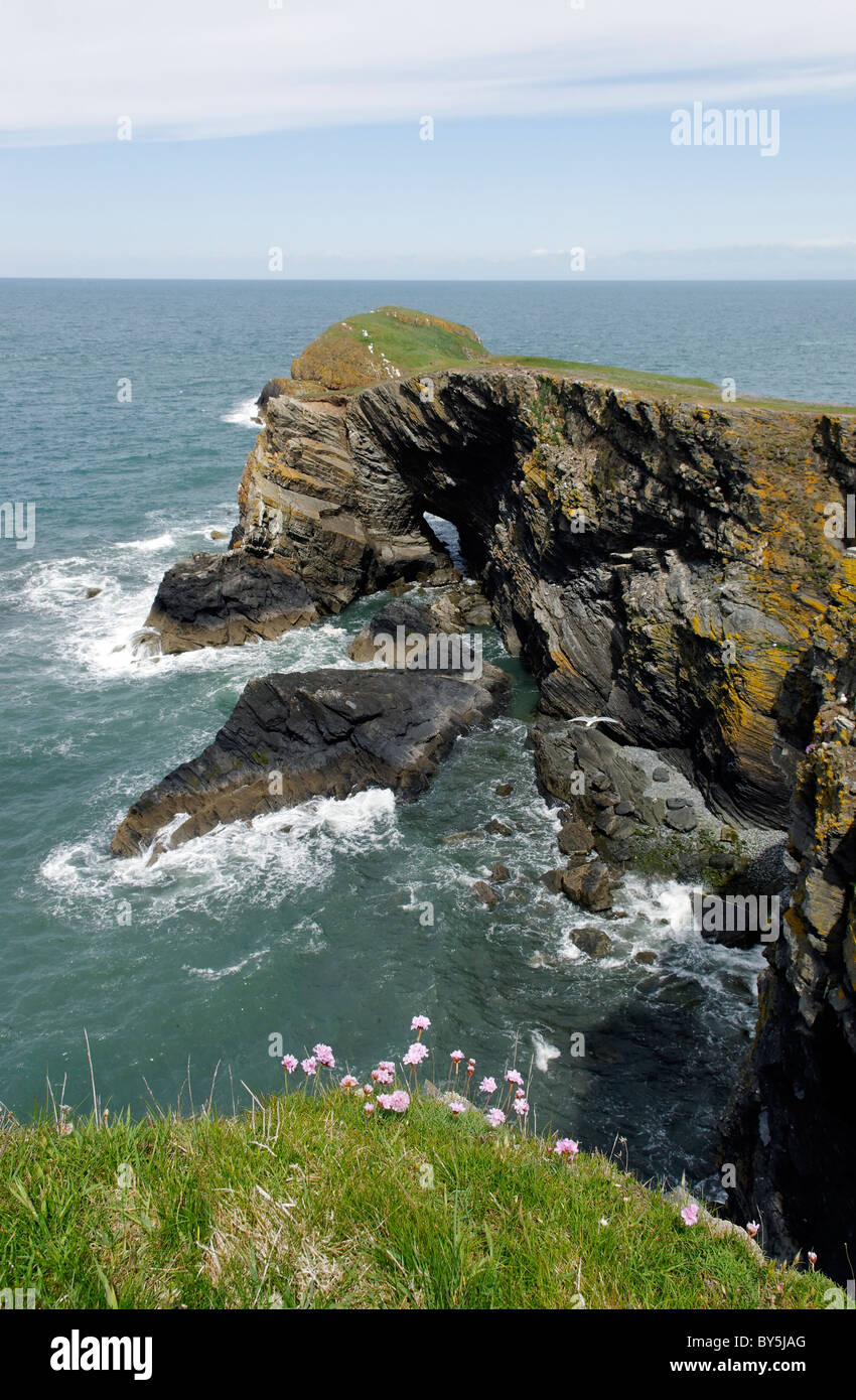 Ynys Lochtyn, Strickjacke Stockfoto