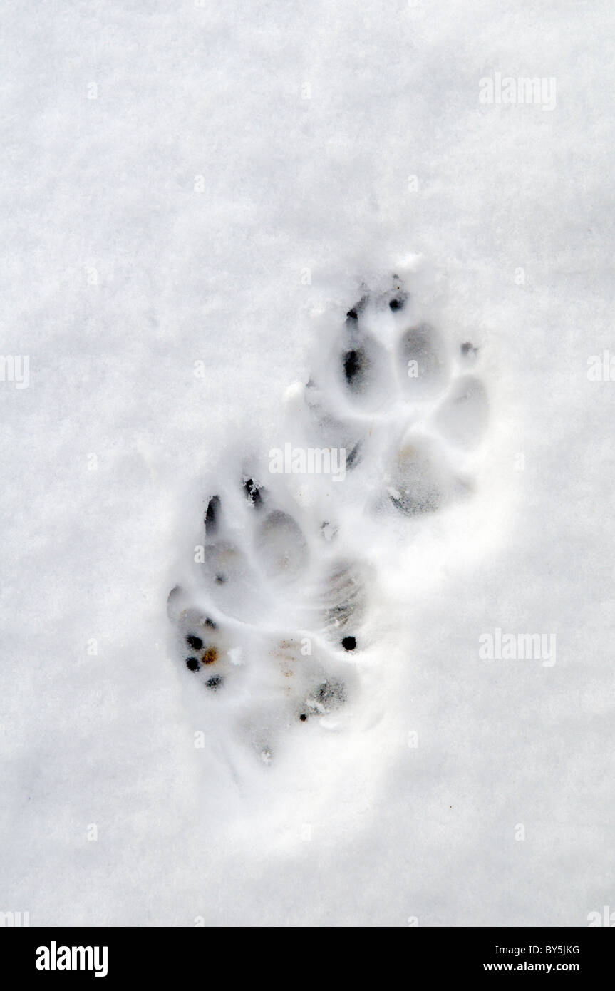 Hund Pfotenabdrücke im Schnee genommen in Bristol, Vereinigtes Königreich Stockfoto