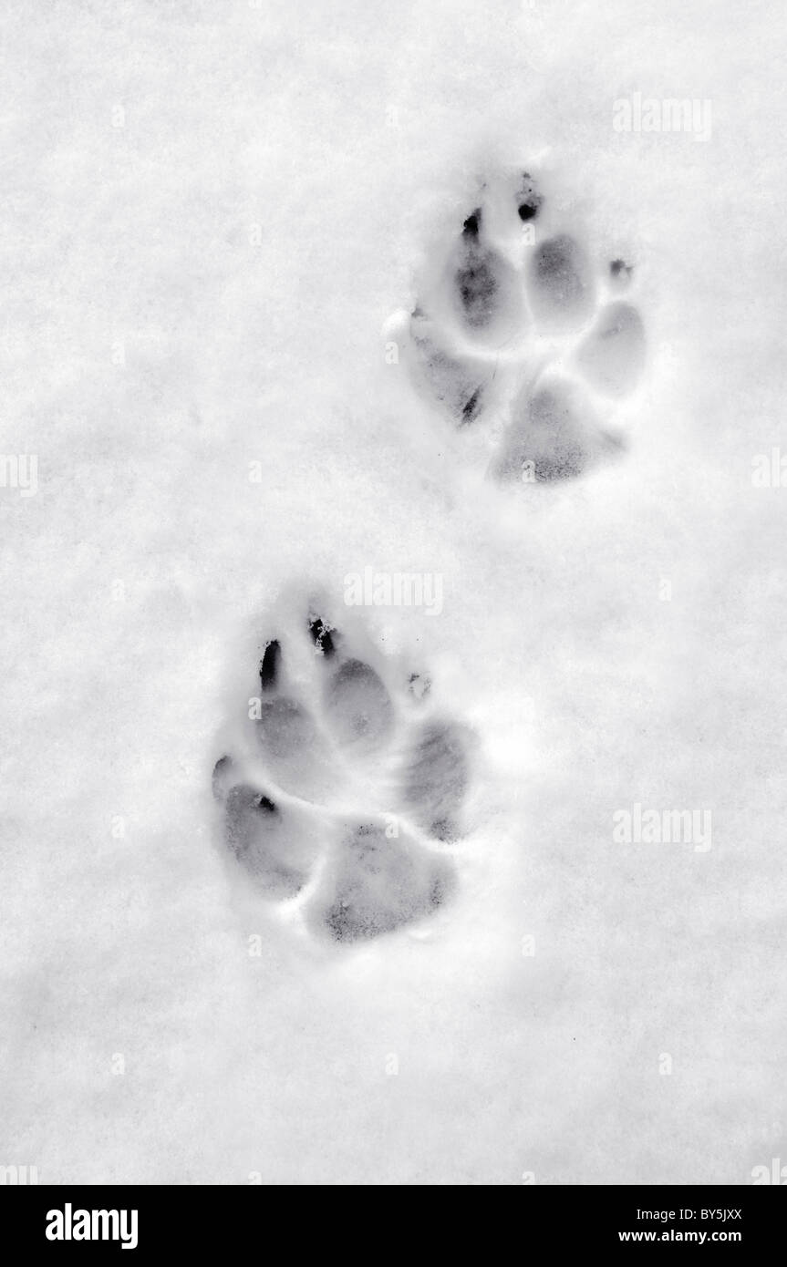 Hund Pfotenabdrücke im Schnee genommen in Bristol, Vereinigtes Königreich Stockfoto
