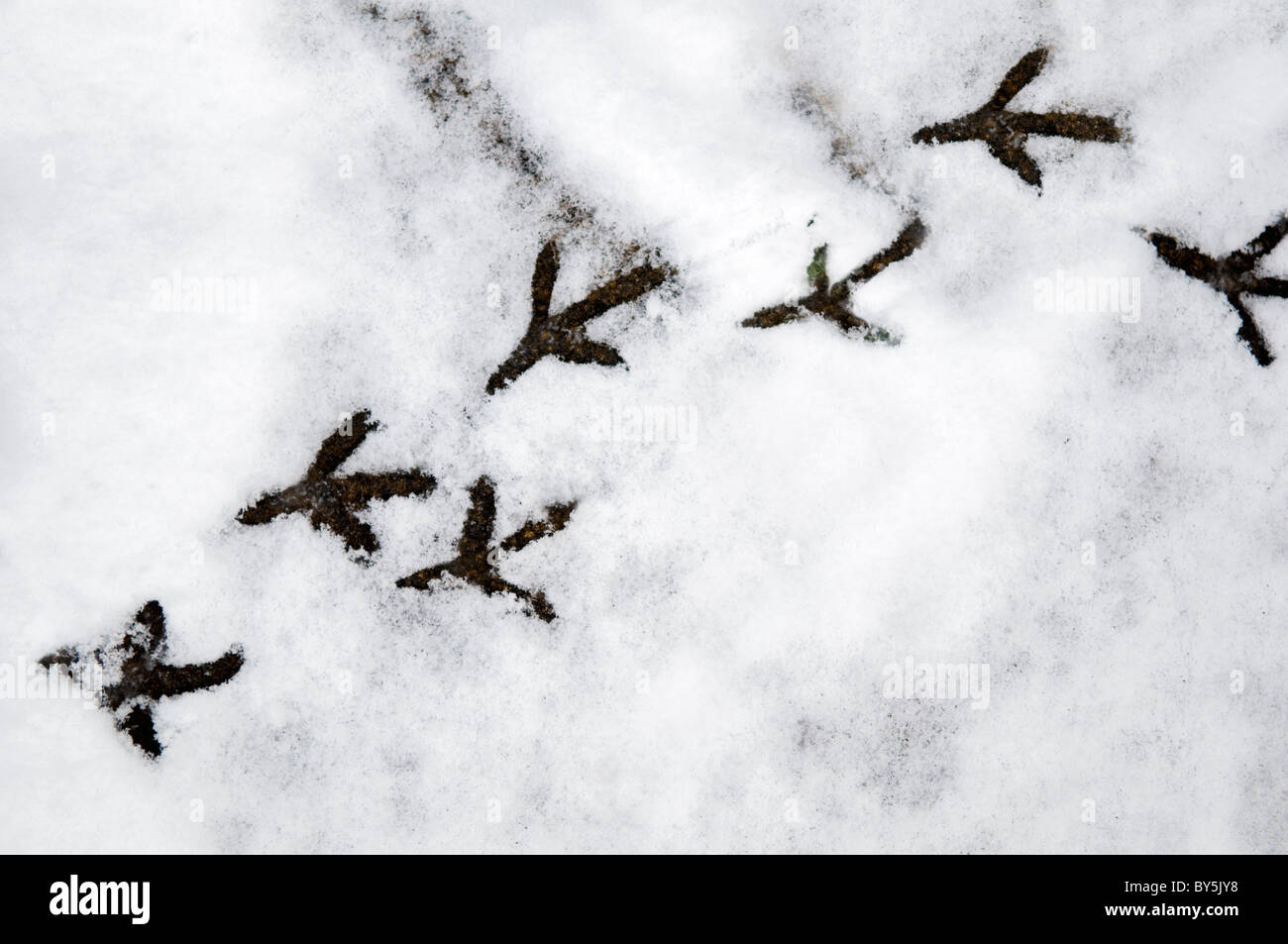 Vogel Fußspuren im Schnee von einer Ringeltaube genommen in Bristol, Vereinigtes Königreich Stockfoto