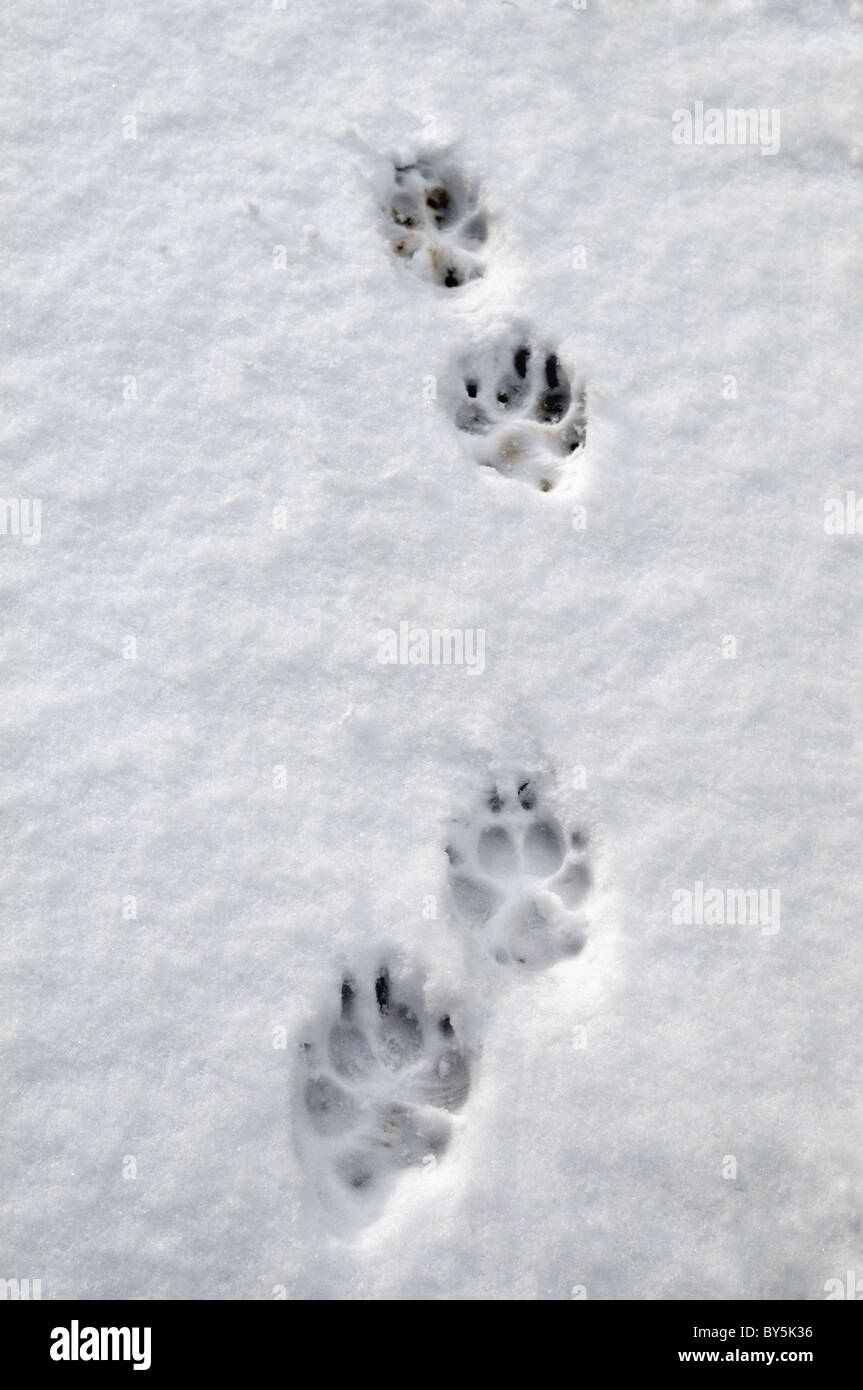 Hund Pfotenabdrücke im Schnee genommen in Bristol, Vereinigtes Königreich Stockfoto