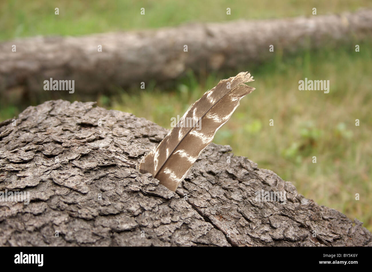 Vogelfeder stecken in einem Protokoll in Stowe, Vermont Stockfoto