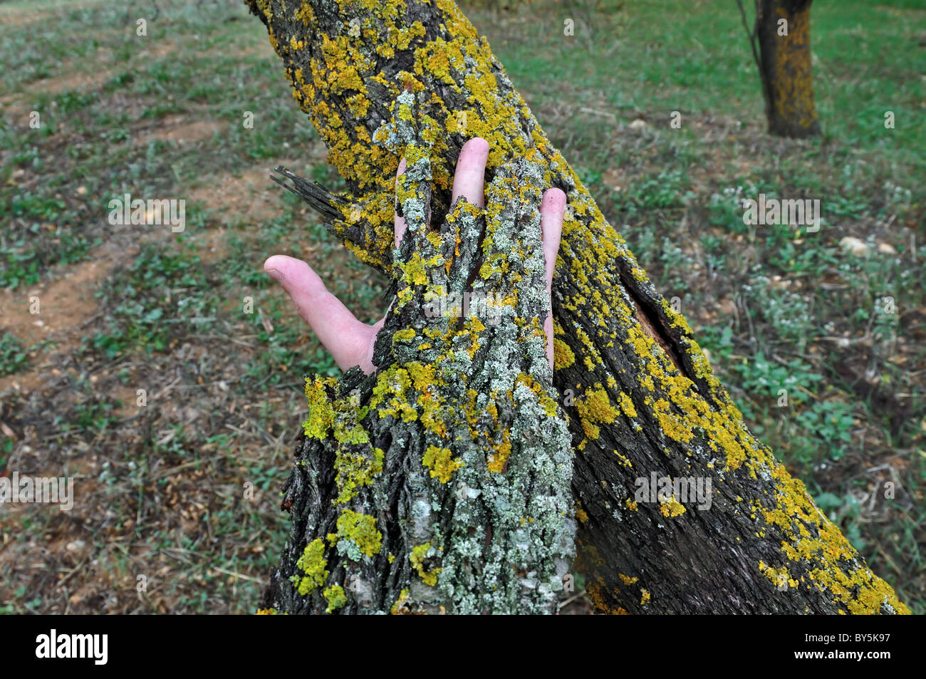Menschliche Hand bedeckt mit Rinde schälen einen Baumstamm zu berühren. Stockfoto