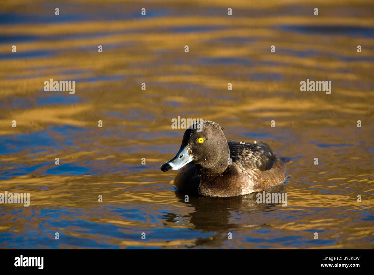 Reiherenten auf dem Wasser Stockfoto