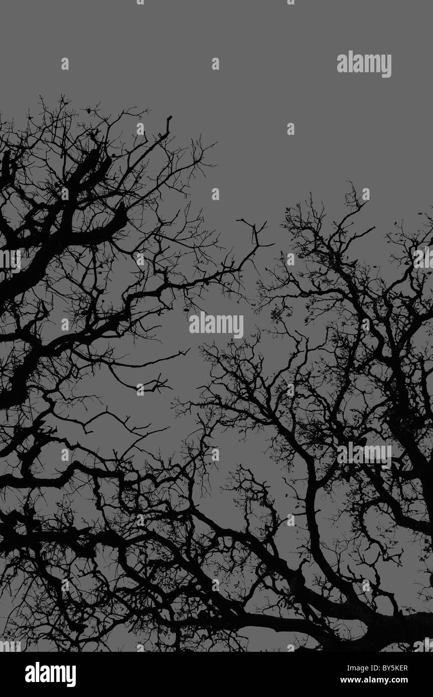 Eiche Baum Zweige Silhouette auf grauem Hintergrund. Stockfoto