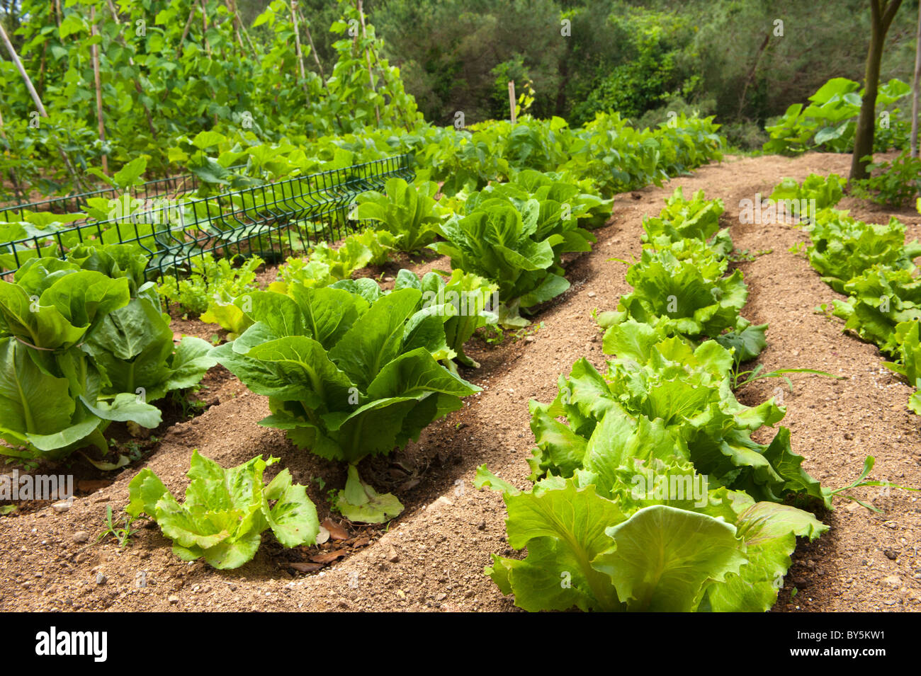 Salat in Reihen im Gemüsegarten wachsen Stockfoto