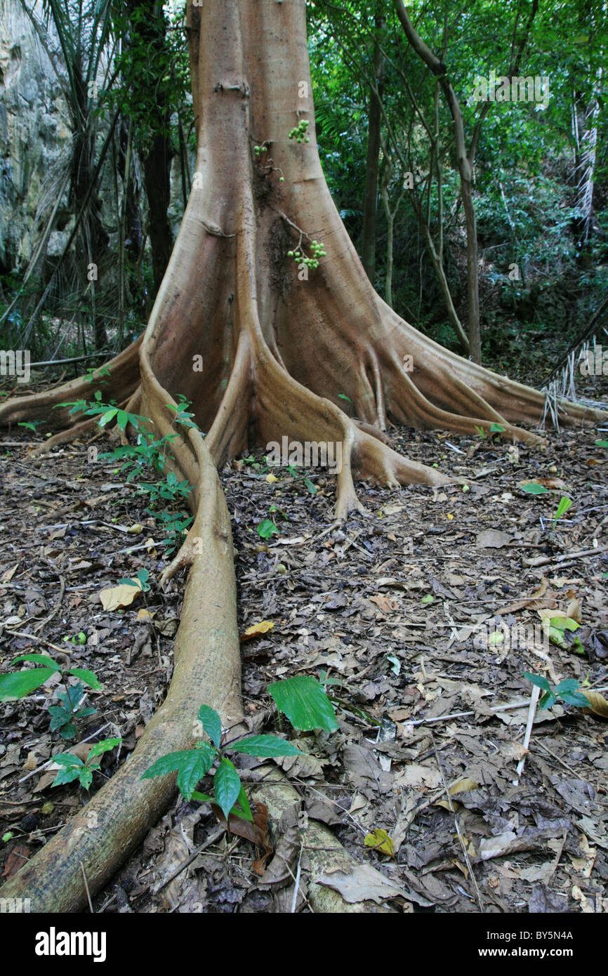 vertikales Bild der Feigenbaum Wurzel Strebepfeiler und tropischen Waldboden Stockfoto