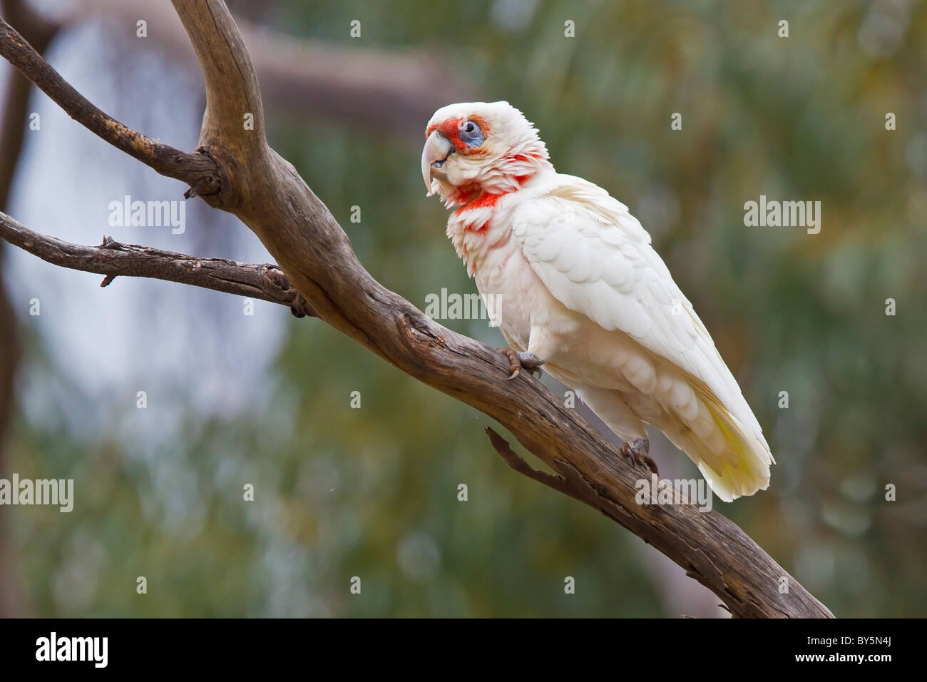 LANGE-BILLED CORELLA ZU FUß ENTLANG EINEM AST Stockfoto