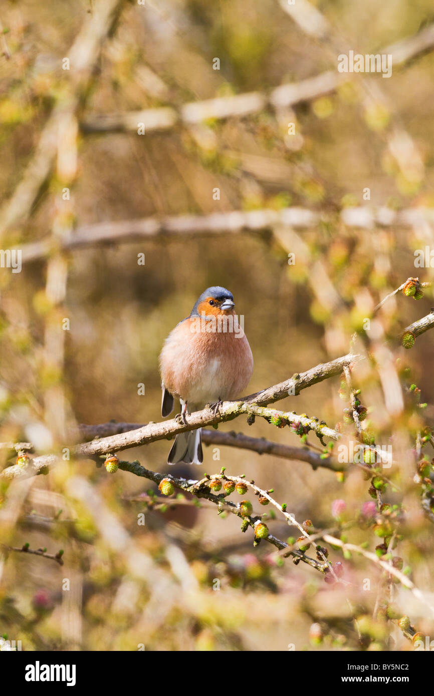 BUCHFINK FRINGILLA COELEBS Stockfoto
