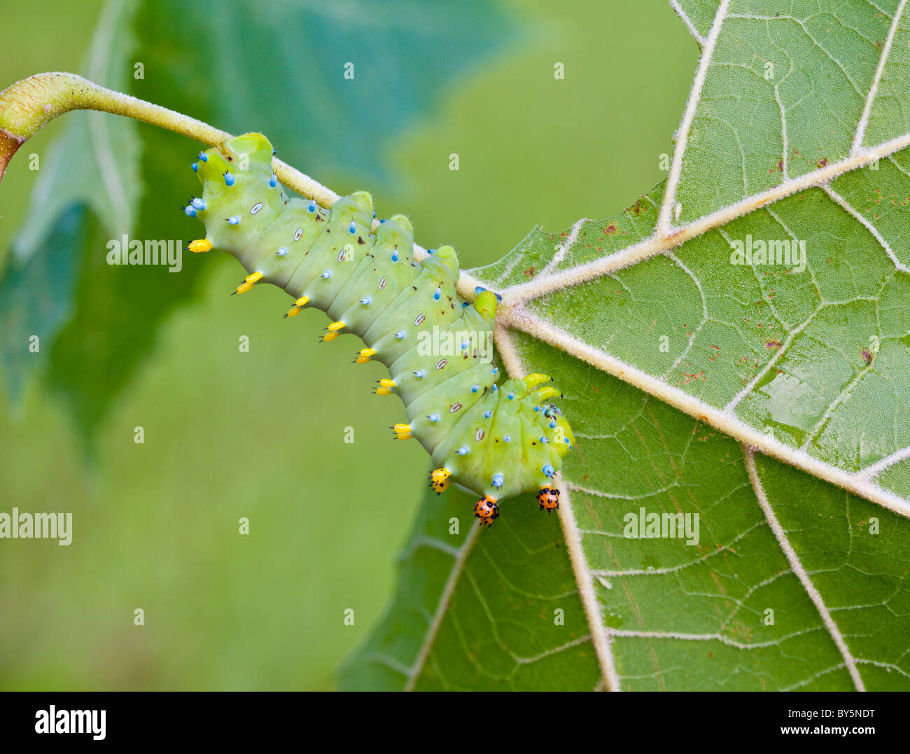 Cecropia Moth (Hyalophora Cecropia) Raupe Essen verlässt Stockfoto