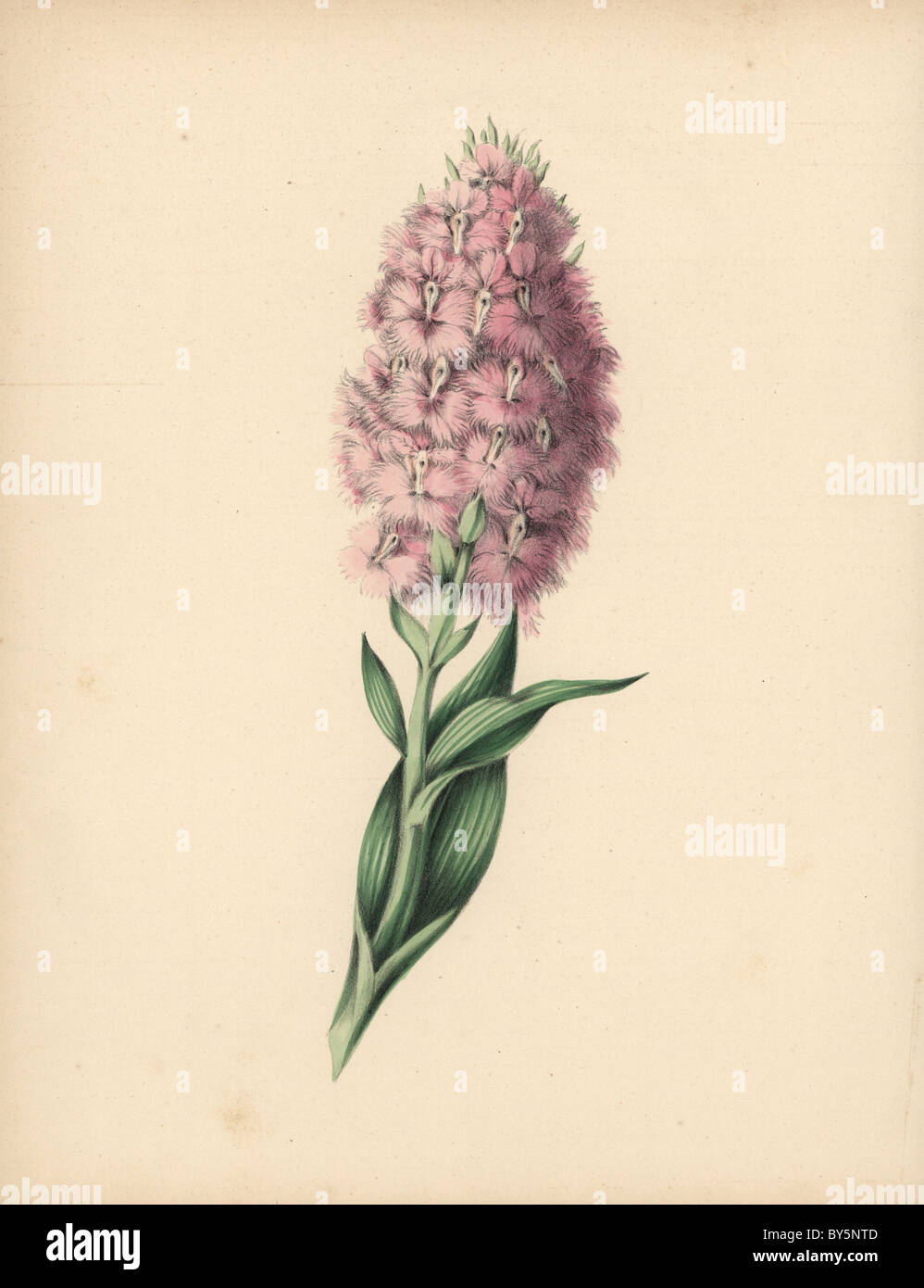 Fringed Orchis mit blass rosa und weißen Blüten, Platanthera Psycodes (Orchis Psycodes). Stockfoto