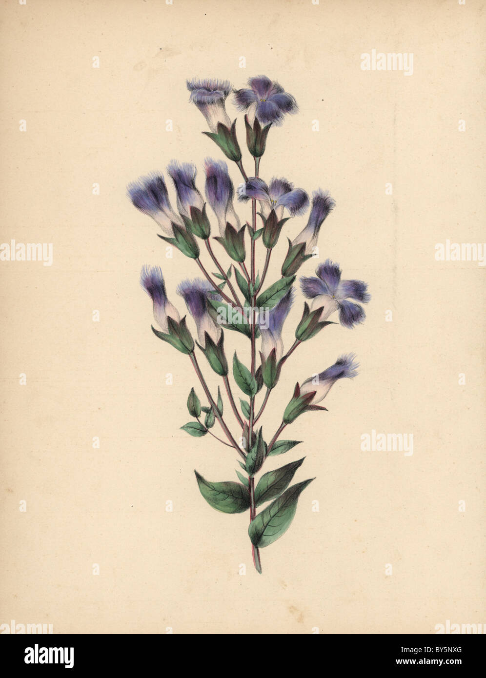 Fringed Gentian mit blau, lila und weißen Blüten, gefranste Blütenblätter Gentiana Crinita. Stockfoto