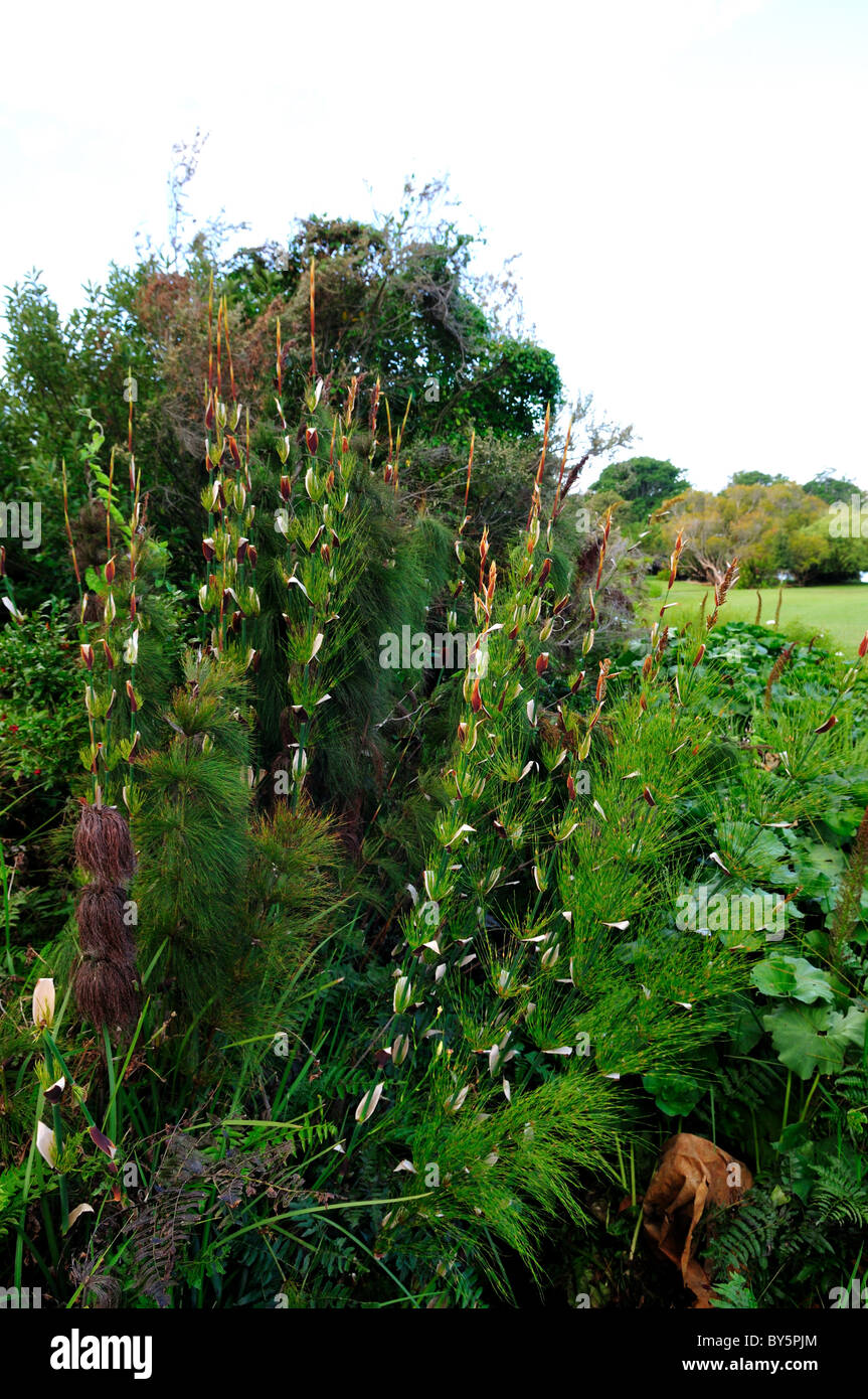 Pflanzen im Botanischen Garten Kirstenbosch National. Cape Town, Südafrika. Stockfoto