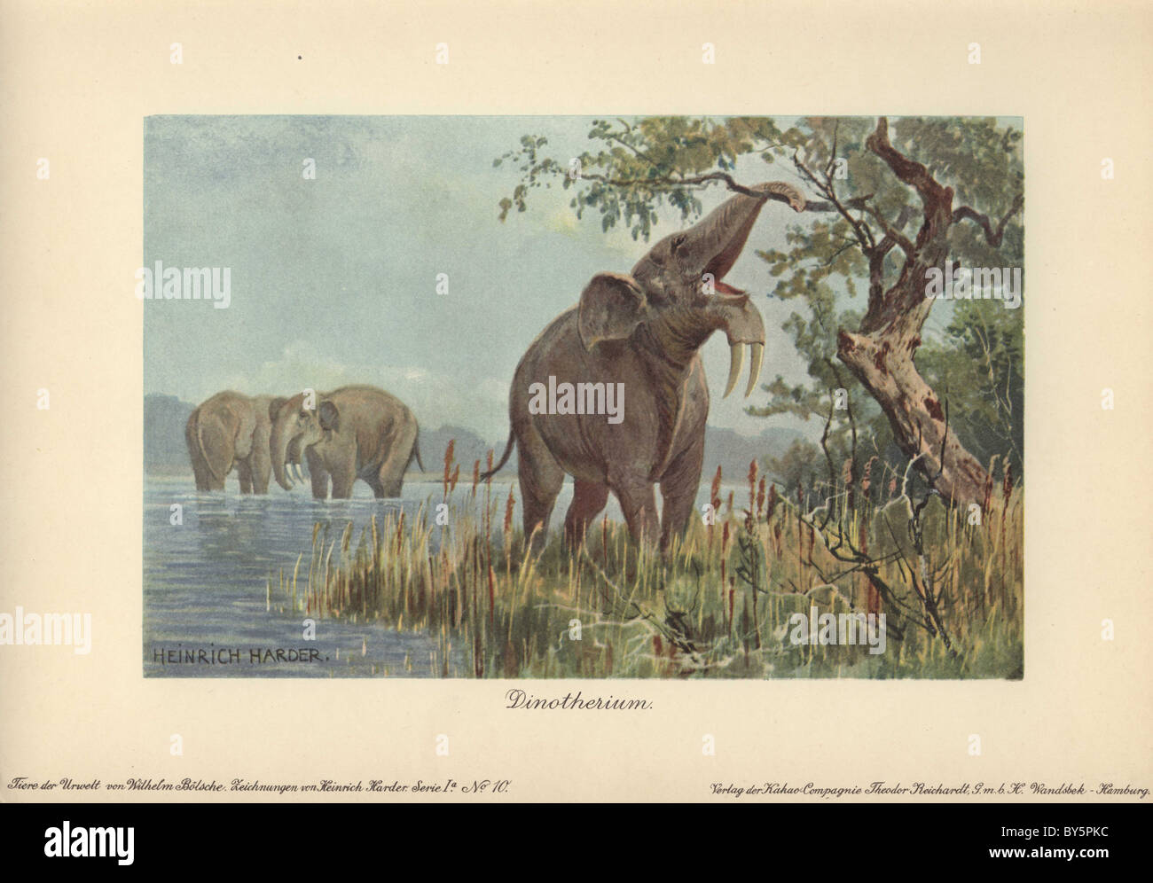 (Deinotherium dinotherium giganteum), prähistorische relativ zu den Elefanten, Stockfoto