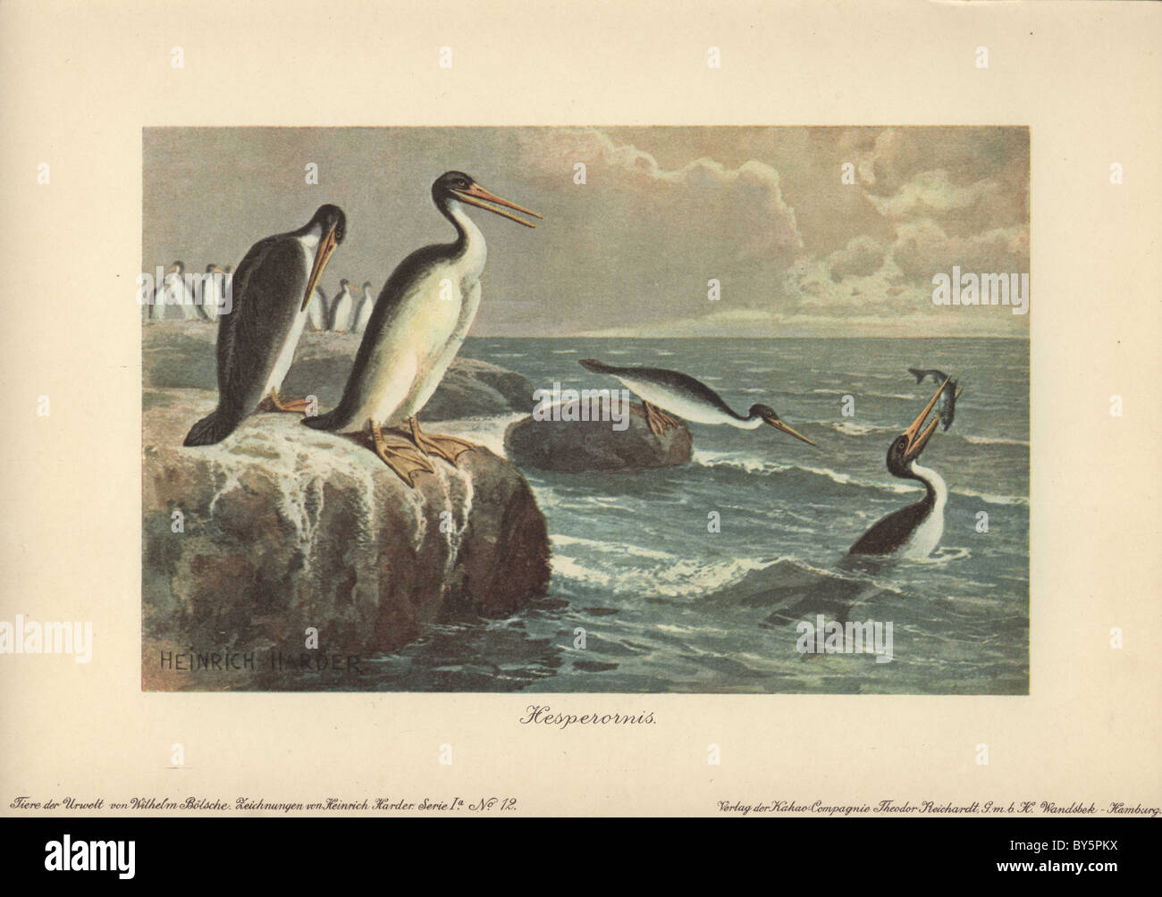 Hesperornis regalis, einer Art des alten flugunfähigen Vogel der späten