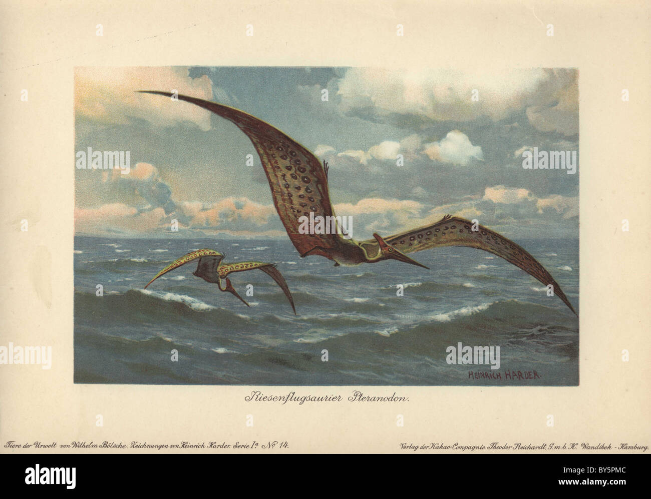 Pteranodon wurden große fliegende Flugsaurier aus der späten Kreidezeit mit einem Flügel Stockfoto