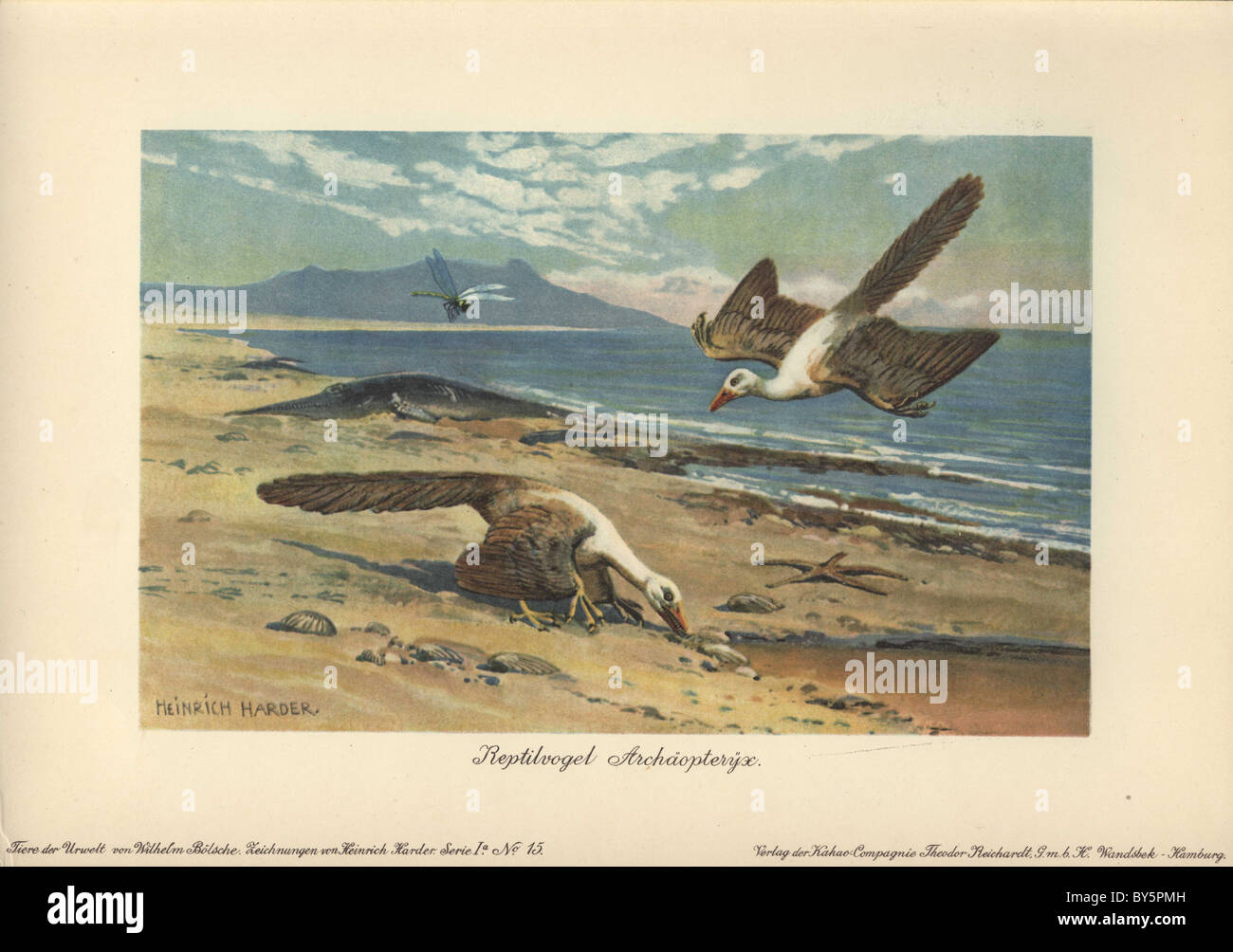 Zwei Archeopteryx Futtersuche am Ufer. Archeopteryx, Reptilvogel oder Urvogel ist der älteste und primitivste Vogel bekannt. Stockfoto