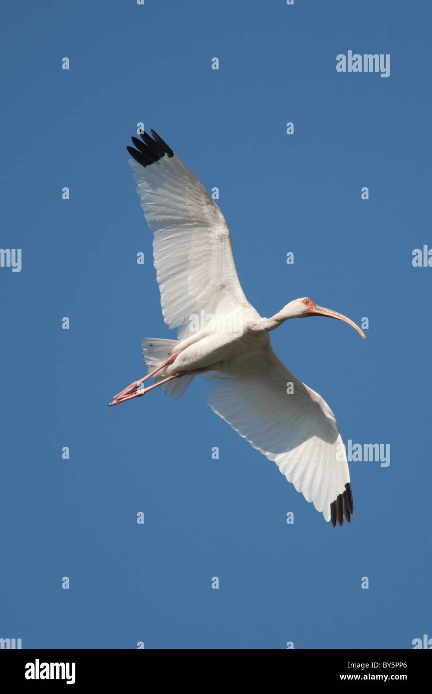 Weißer Ibis (Eudocimus Albus) im Flug Stockfoto