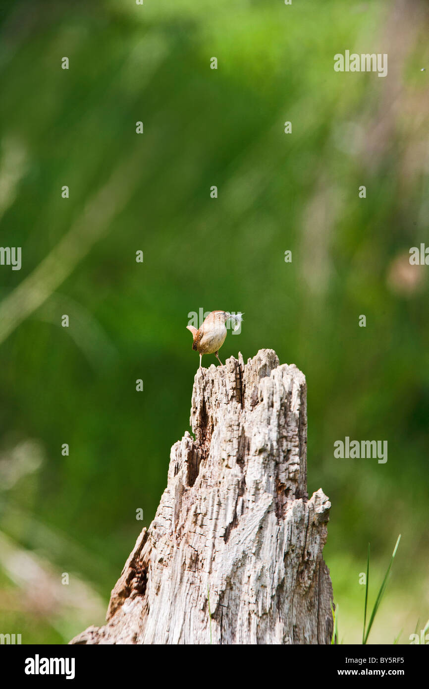 ZAUNKÖNIG TROGLODYTES TROGLODYTES Stockfoto