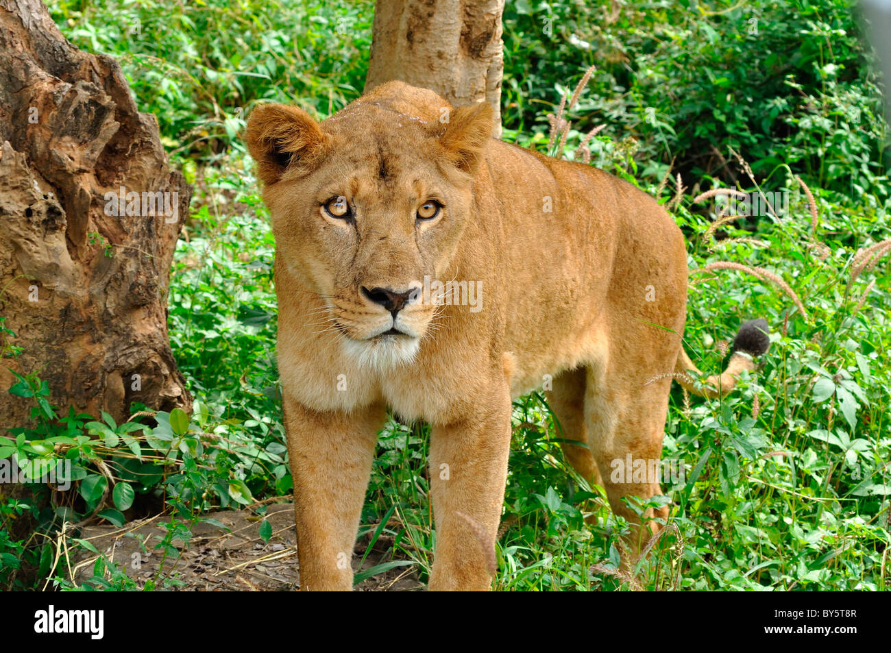 Indische weibliche Löwen, Nahaufnahme Stockfoto